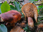 Lactarius rubrocinctus