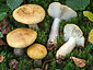 Russula ochroleuca