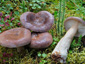 Lactarius trivialis