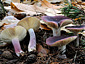 Russula sardonia