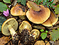 Cortinarius nanceiensis