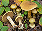 Cortinarius fulvocitrinus