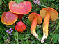 Hygrocybe punicea