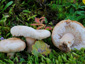 Lactarius pubescens