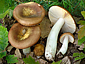 Russula cuprea