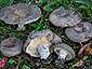 Lactarius cistophilus