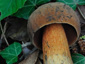 Boletus luridus