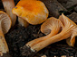 Cantharellus friesii