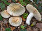 Russula pseudoaeruginea