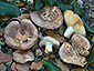 Russula ochrospora