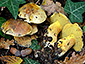 Boletus poikilochromus