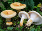 Lactarius auriolla