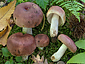 Russula vesca