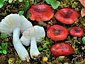 Russula griseascens