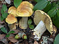 Cortinarius bergeronii