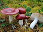 Russula paludosa