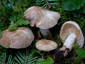 Lactarius acris