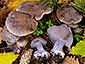 Cortinarius purpurascens