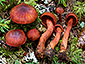 Cortinarius sanguineus