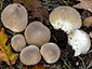 Lycoperdon lividum