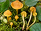 Cortinarius uliginosus