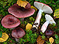 Russula gracillima