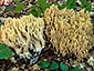 Ramaria flavescens