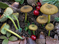 Entoloma incanum