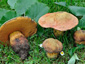 Boletus luridus