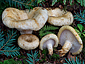 Lactarius intermedius