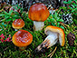 Cortinarius mucosus