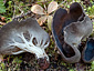 Helvella hyperborea