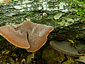 Auricularia auricula-judae