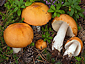 Russula decolorans