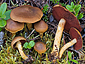 Cortinarius semisanguineus