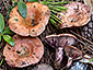 Lactarius sanguifluus