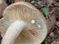 Lactarius subruginosus