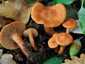 Lactarius atlanticus