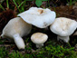 Lactifluus piperatus