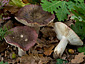 Russula atropurpurea