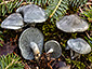 Clitocybe odora