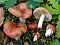 Russula lutensis