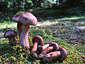 Hygrophorus capreolarius