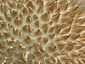 Lycoperdon echinatum