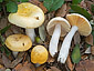 Russula helios