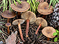 Lactarius hepaticus