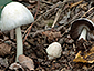 Coprinopsis spilospora