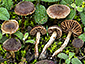 Cortinarius scobinaceus