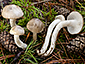 Hygrophorus pinophilus