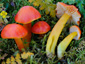 Hygrocybe splendidissima